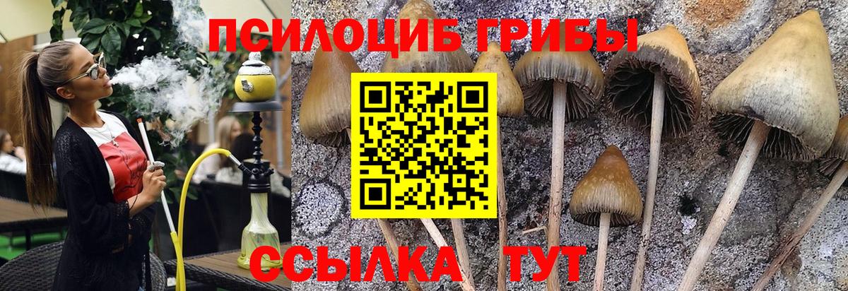 Псилоцибиновые грибы прущие грибы Борзя