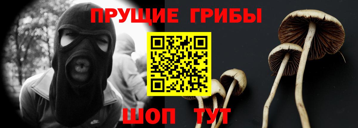 Борзя  Галлюциногенные грибы Psilocybine cubensis  Вход с VPN 